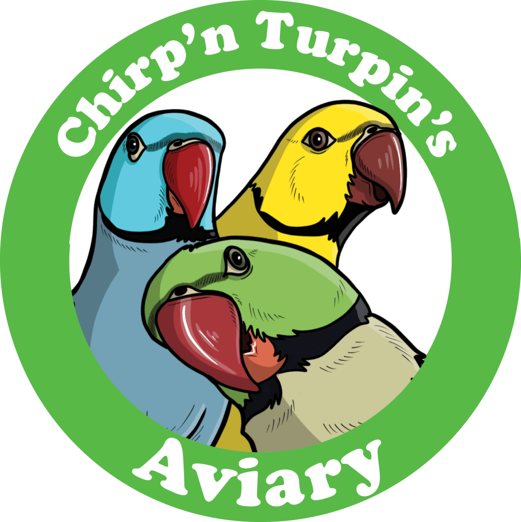 indian ringneck parrots